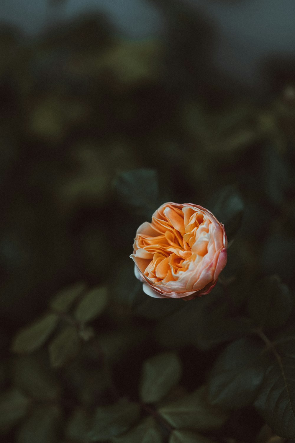 pink and white rose in bloom