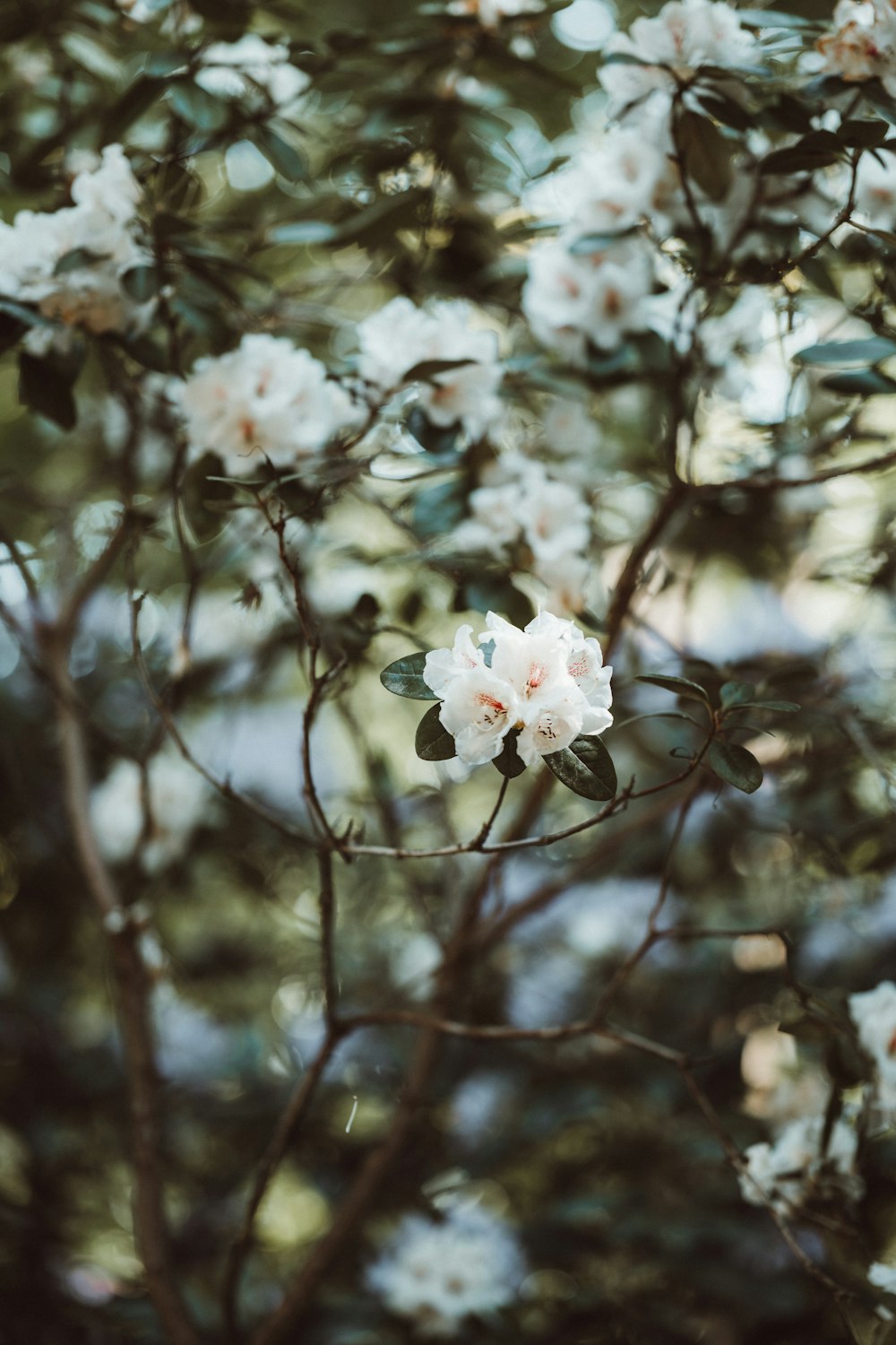 Weiße Kirschblüte in Nahaufnahmen