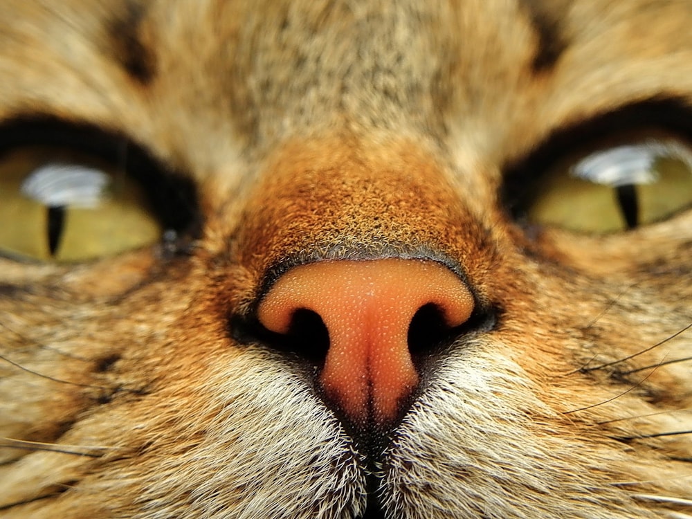 Ojo de gato atigrado marrón