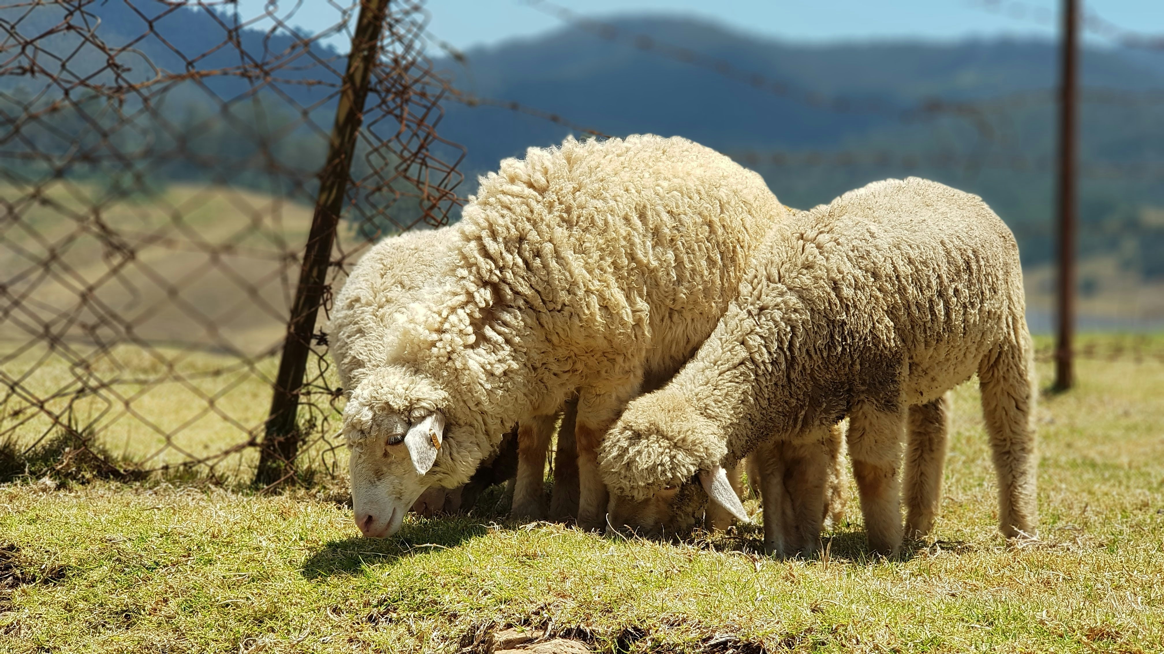 oveja blanca en el campo de hierba verde durante el día
