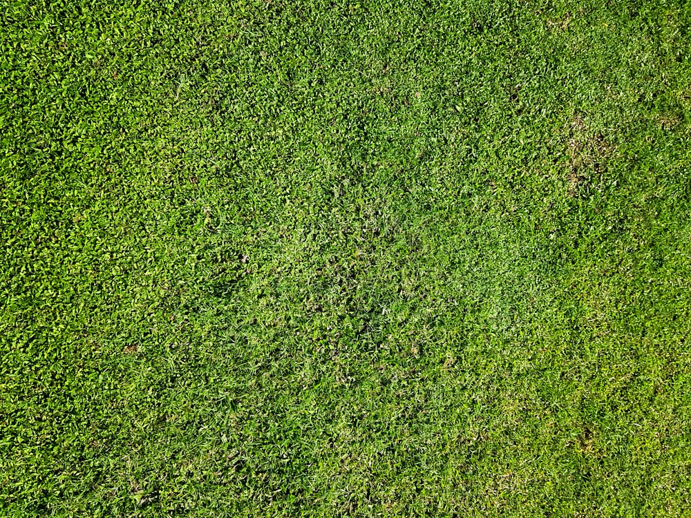 green grass field during daytime