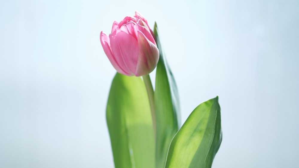 pink tulips in close up photography