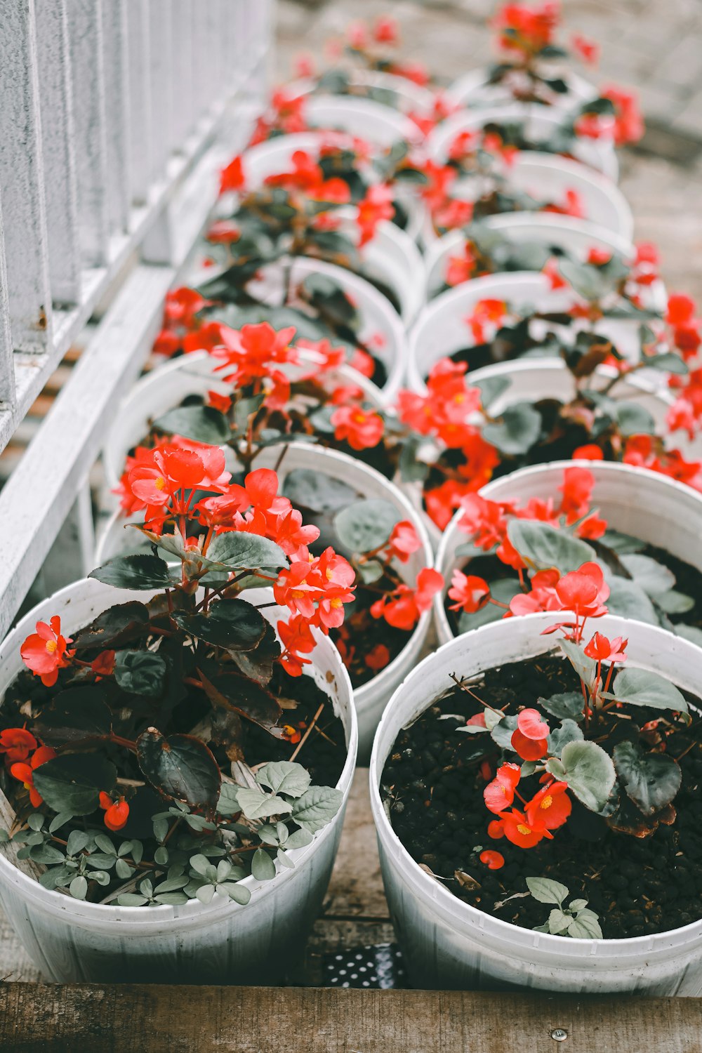 red and green plants on white plastic pots