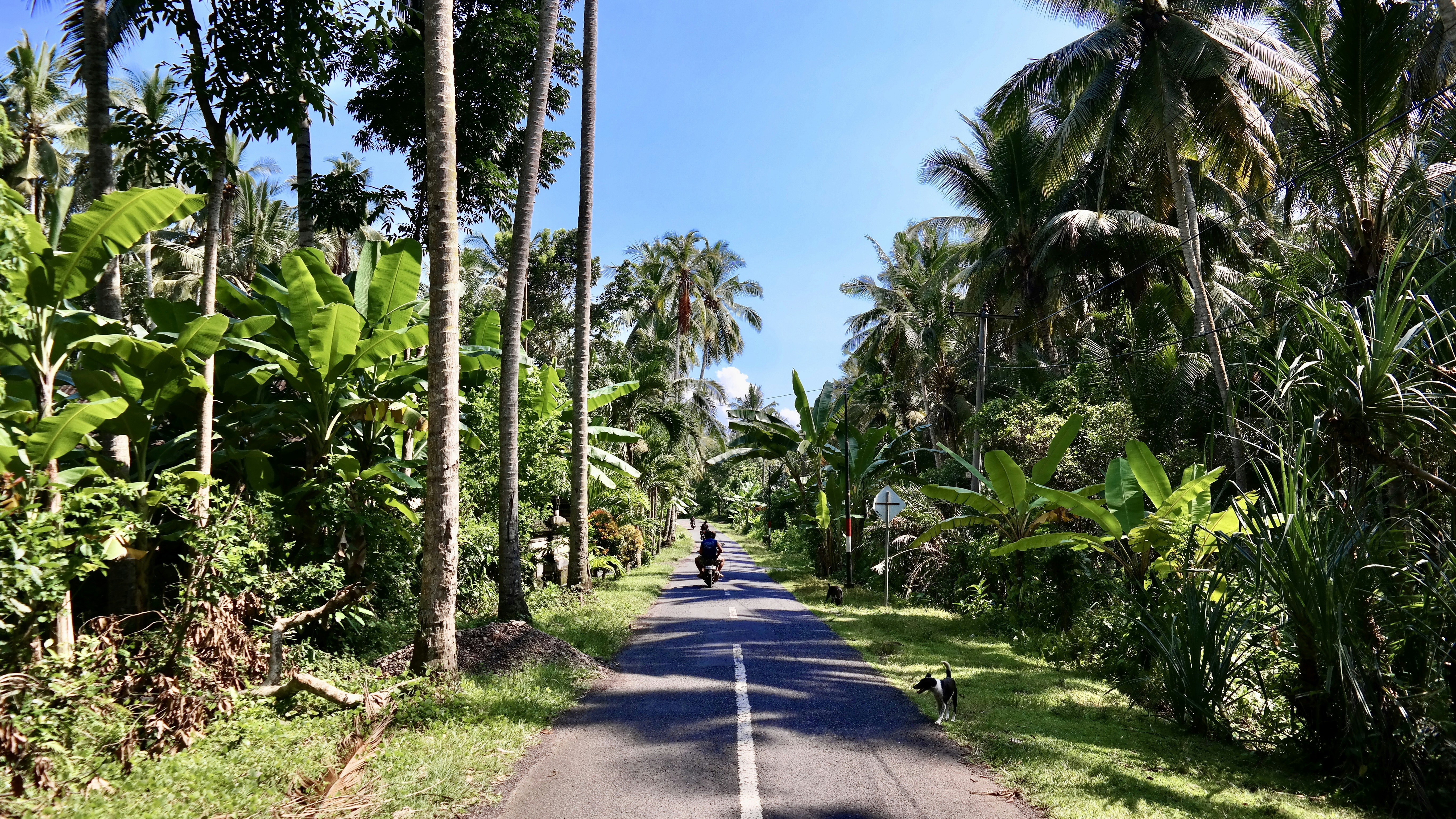 person walking on gray concrete pathway between green trees during daytime