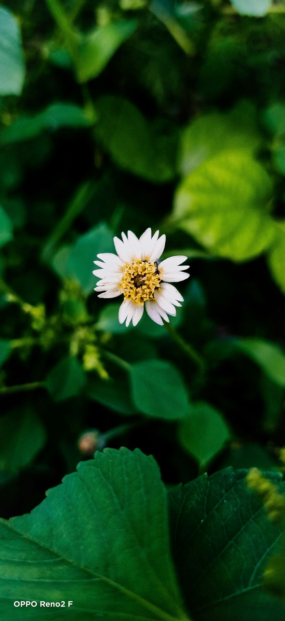 white flower with green leaves