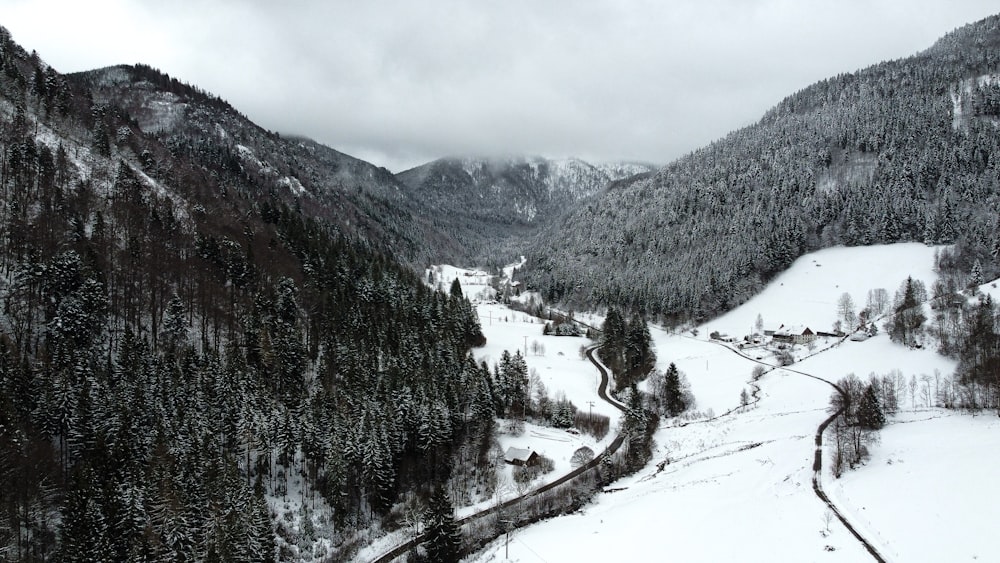 green pine trees on snow covered ground