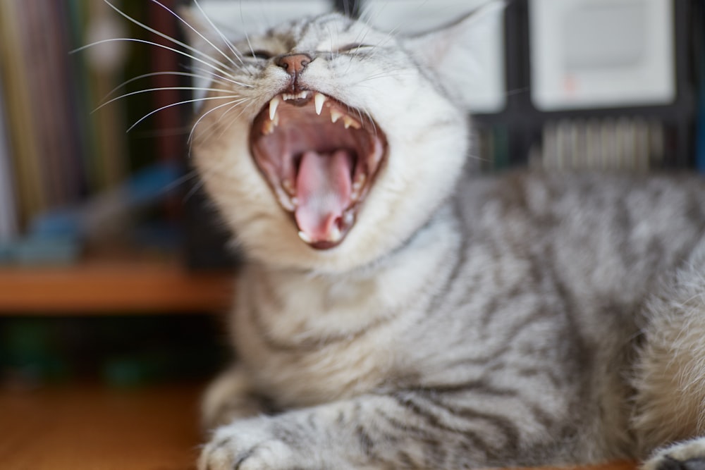 silver tabby cat on brown wooden table