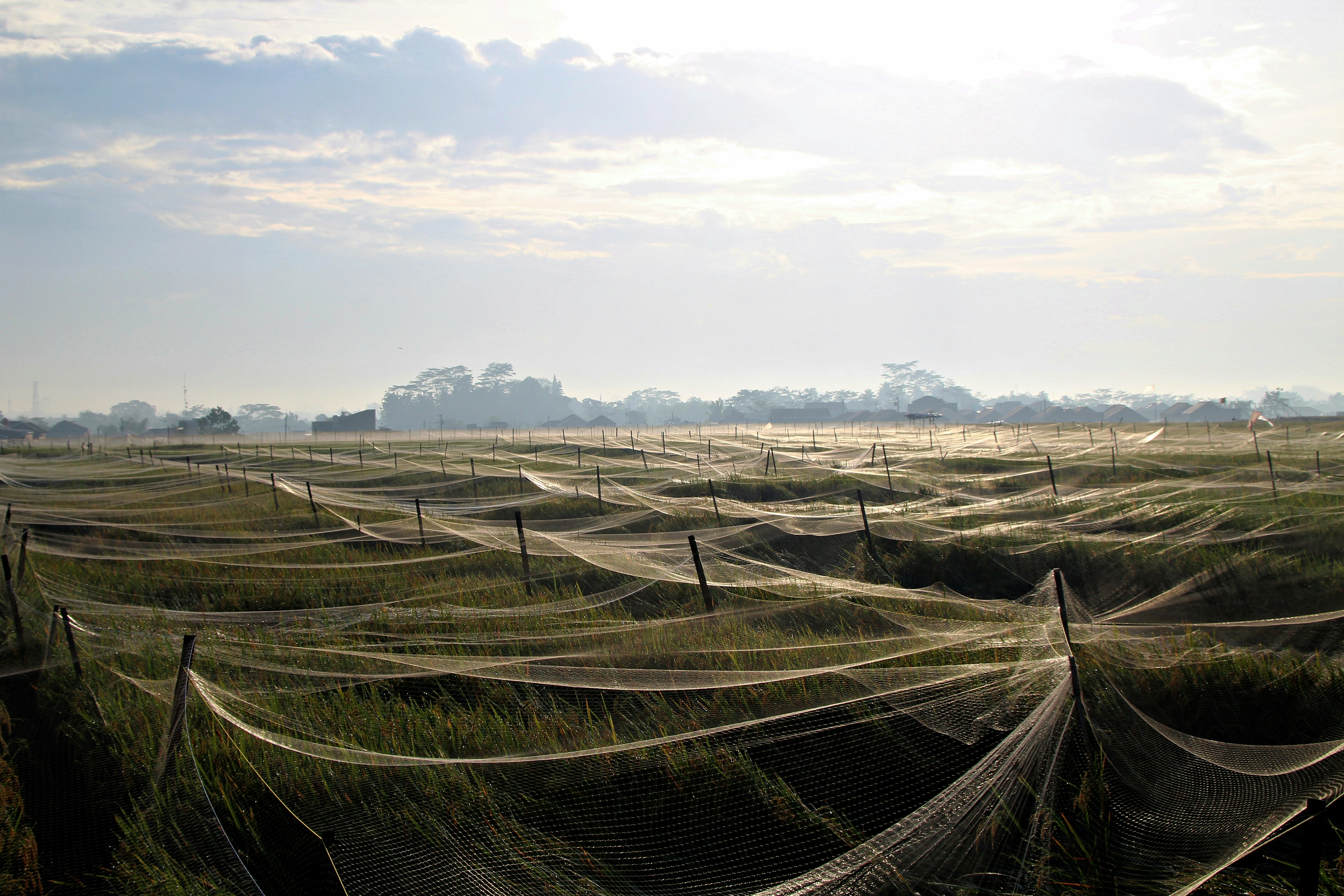 green grass field during daytime