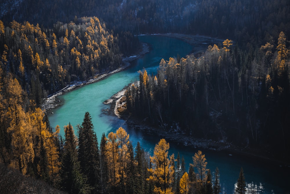 green and brown trees beside blue lake during daytime