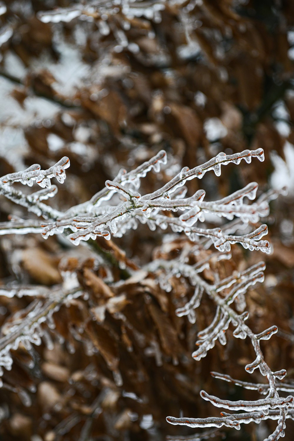 white snow on brown tree branch