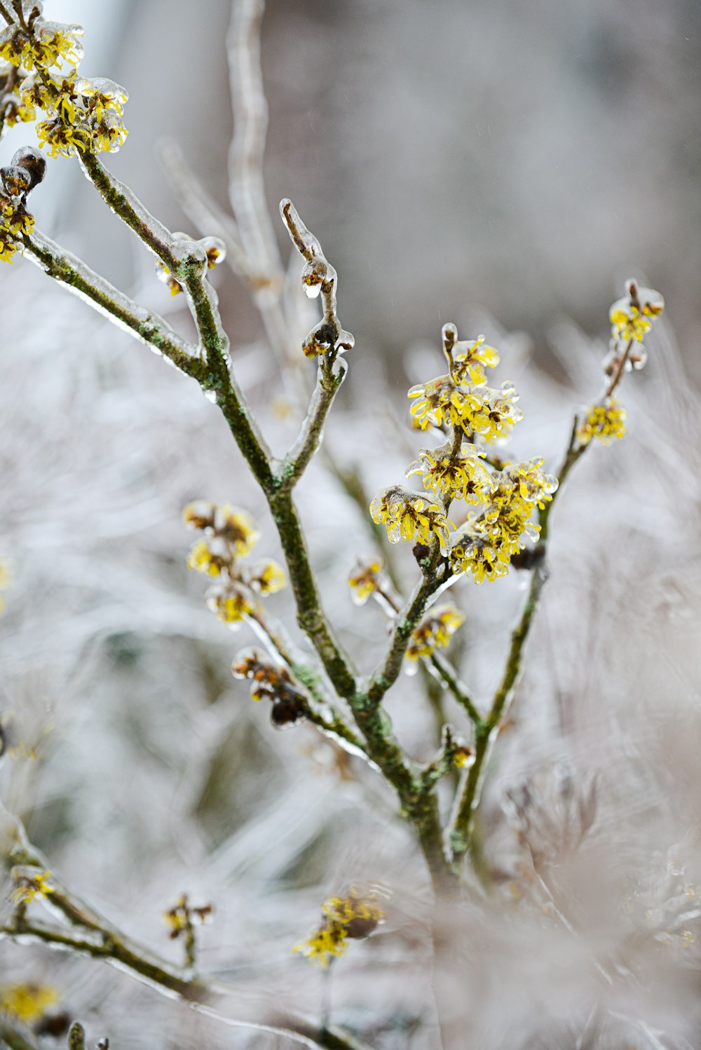 yellow flowers in tilt shift lens