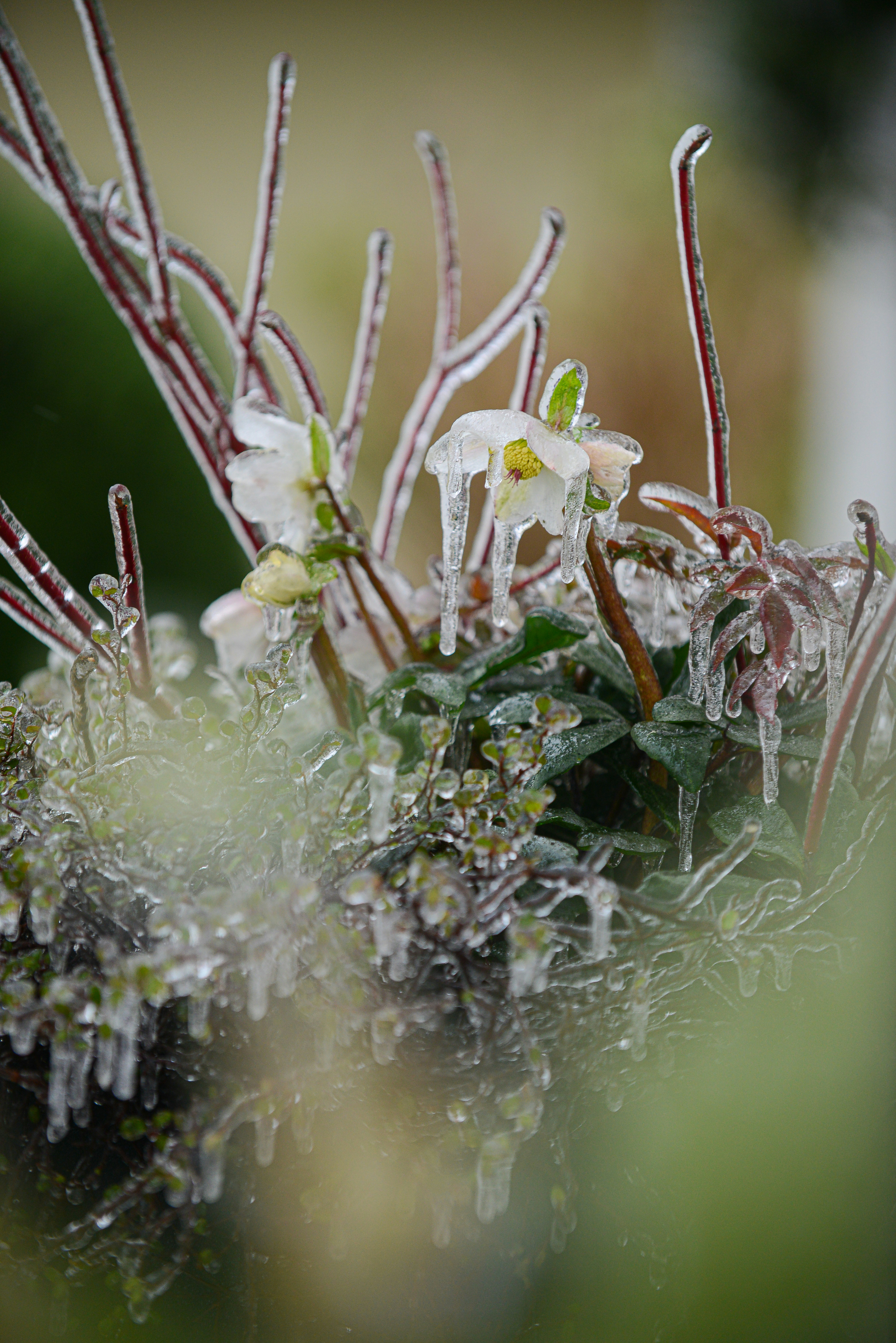white and green flower in tilt shift lens