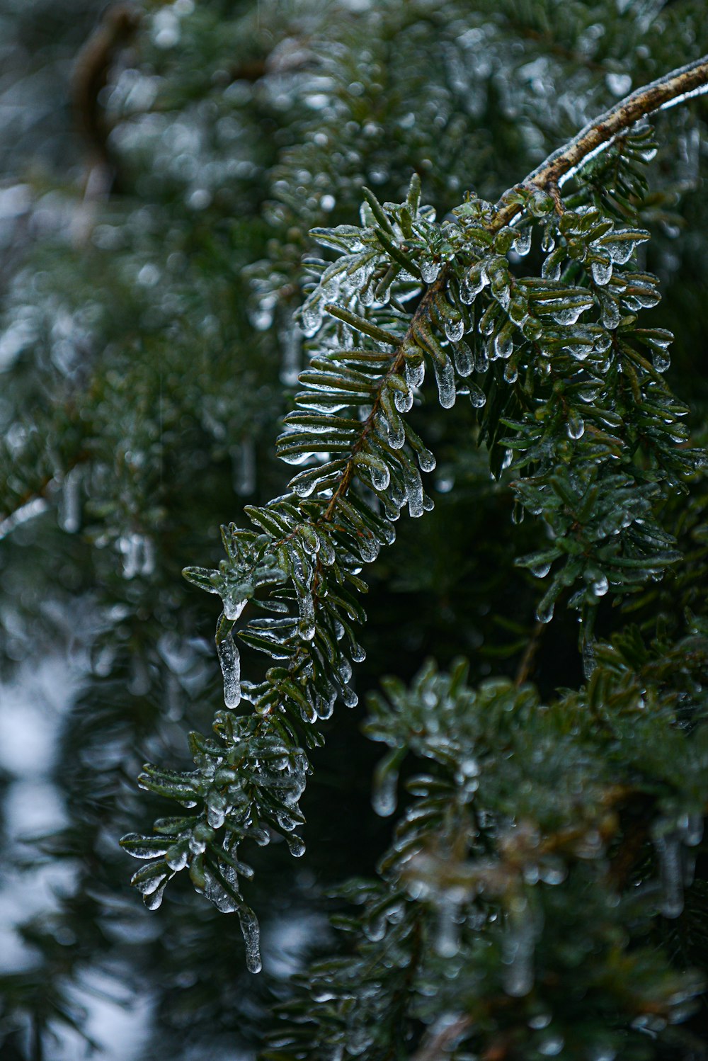 green leaves in tilt shift lens