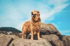 golden retriever on gray rock during daytime