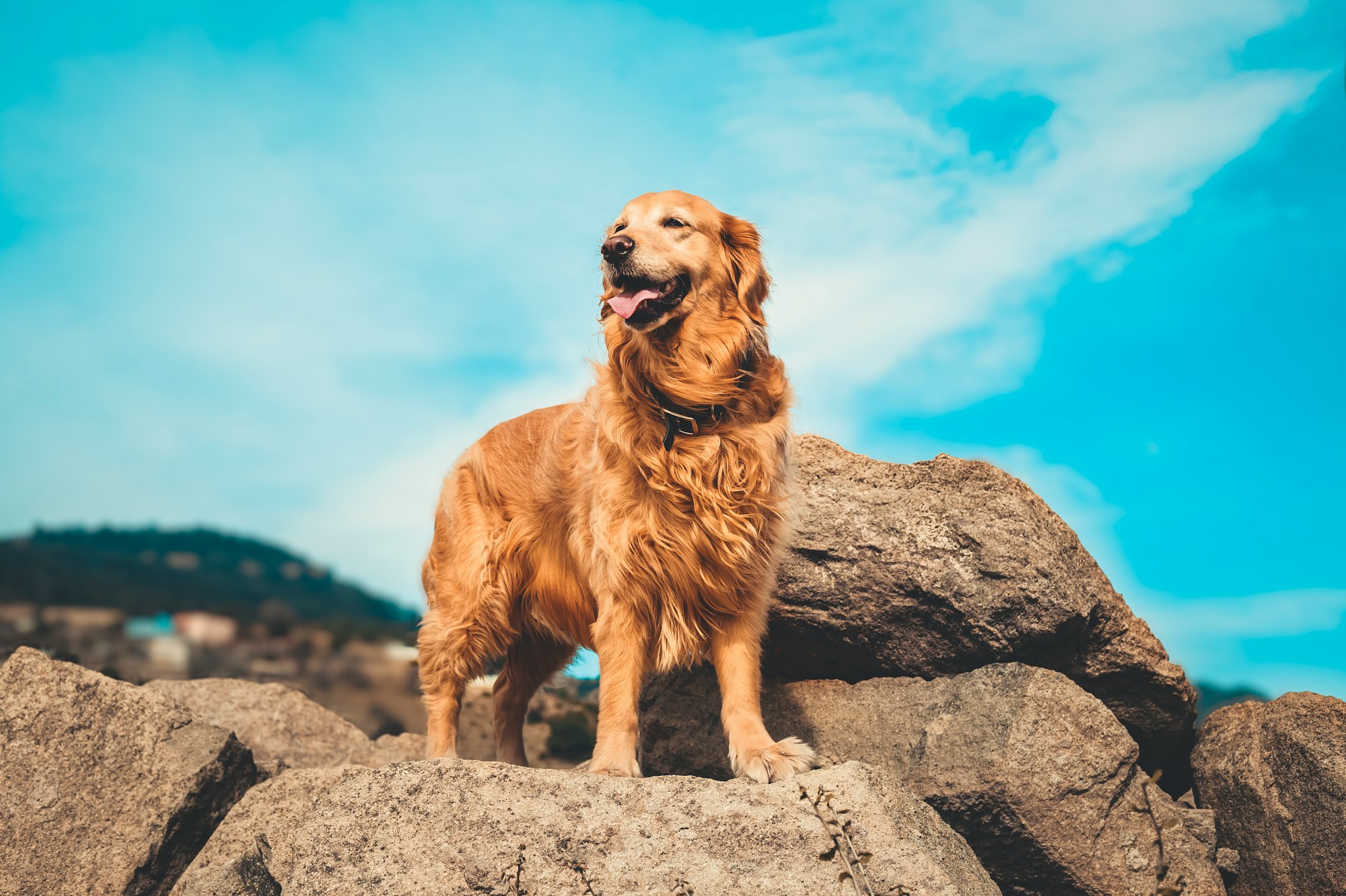 best shampoo for golden retrievers