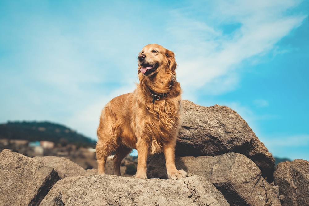 golden retriever on gray rock during daytime