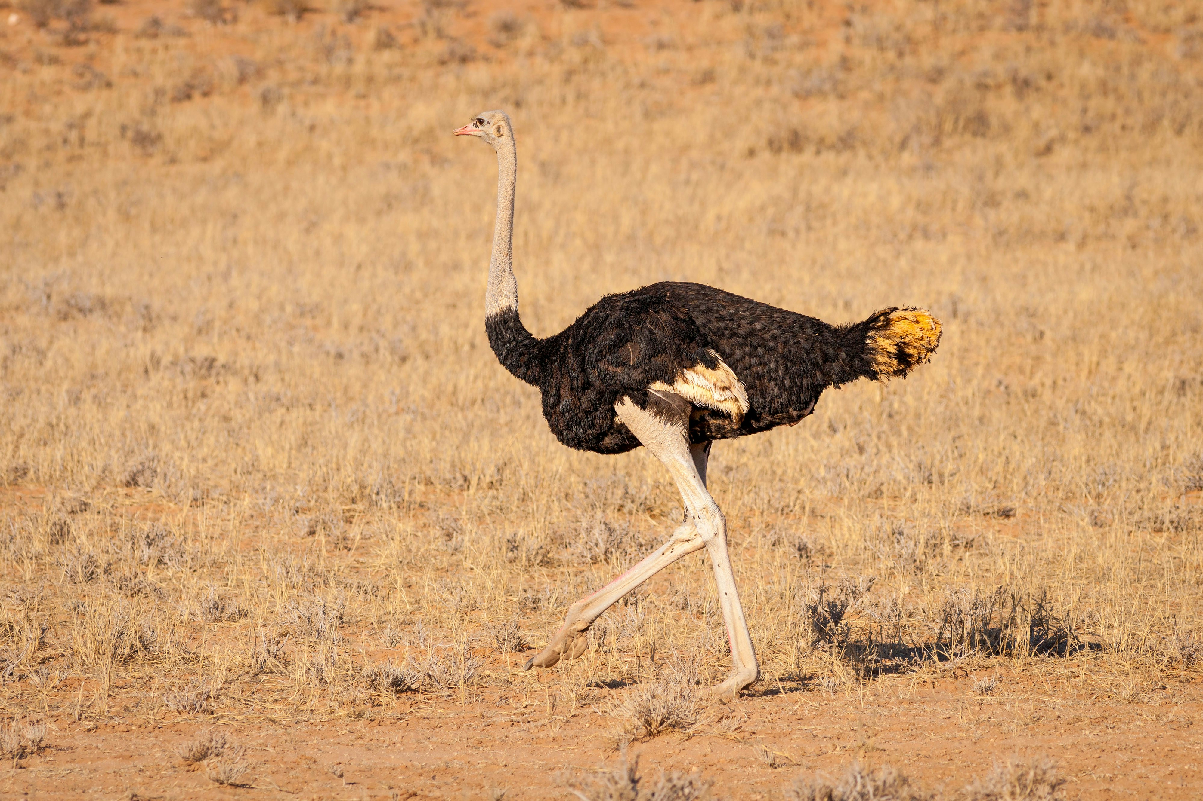 black and white ostrich on brown grass field during daytime