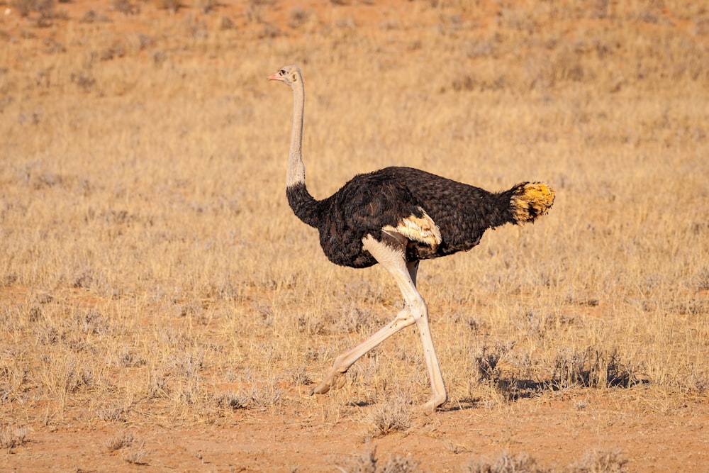 black and white ostrich on brown grass field during daytime