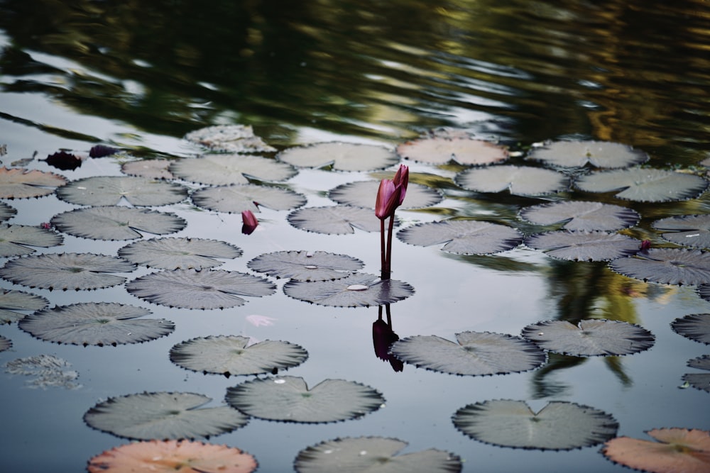 red and white flower petals on water