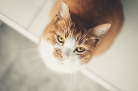 An orange and white tabby cat gazes upward with large, expressive eyes. The cat's fur is soft and well-groomed, and its whiskers are long and prominent. The background is blurred, focusing attention on the cat's face.
