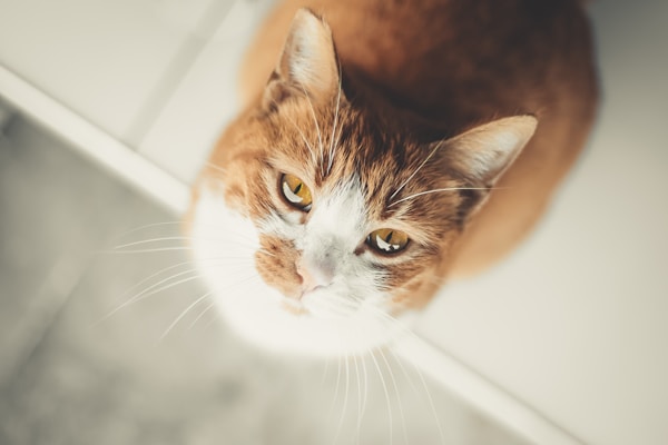 An orange and white tabby cat gazes upward with large, expressive eyes. The cat's fur is soft and well-groomed, and its whiskers are long and prominent. The background is blurred, focusing attention on the cat's face.