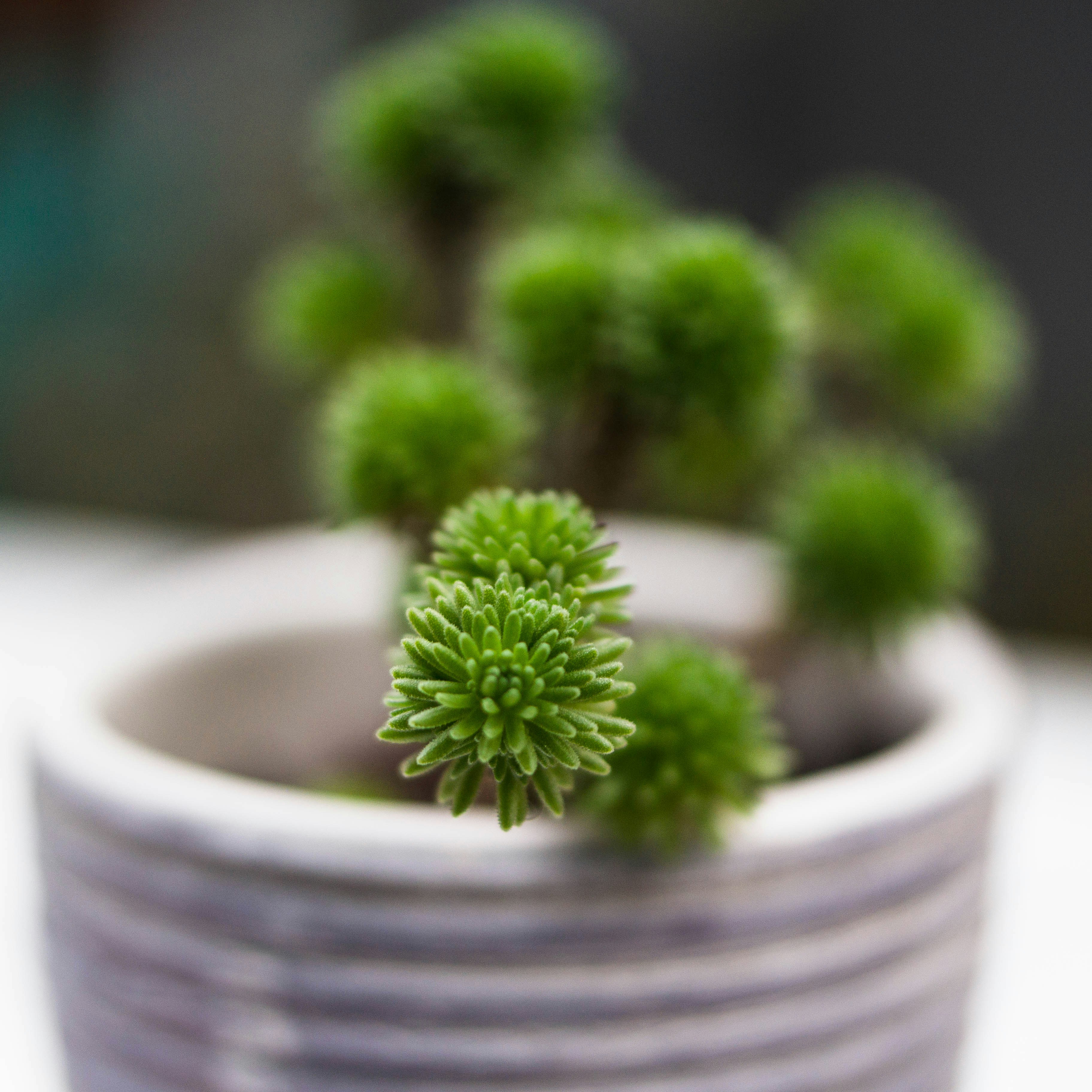 Planta verde en maceta de cerámica blanca