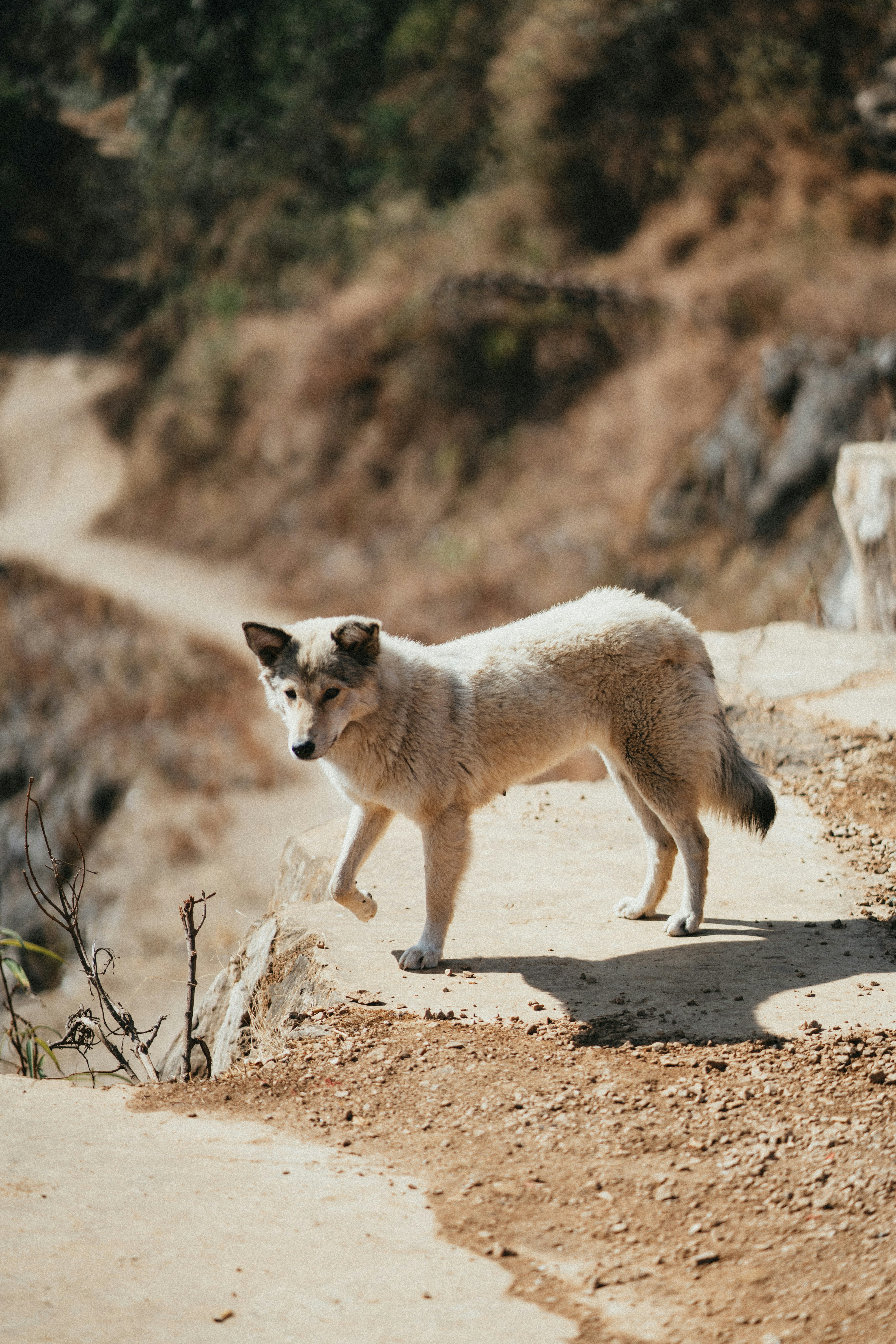 renard blanc et brun sur le sable brun pendant la journée