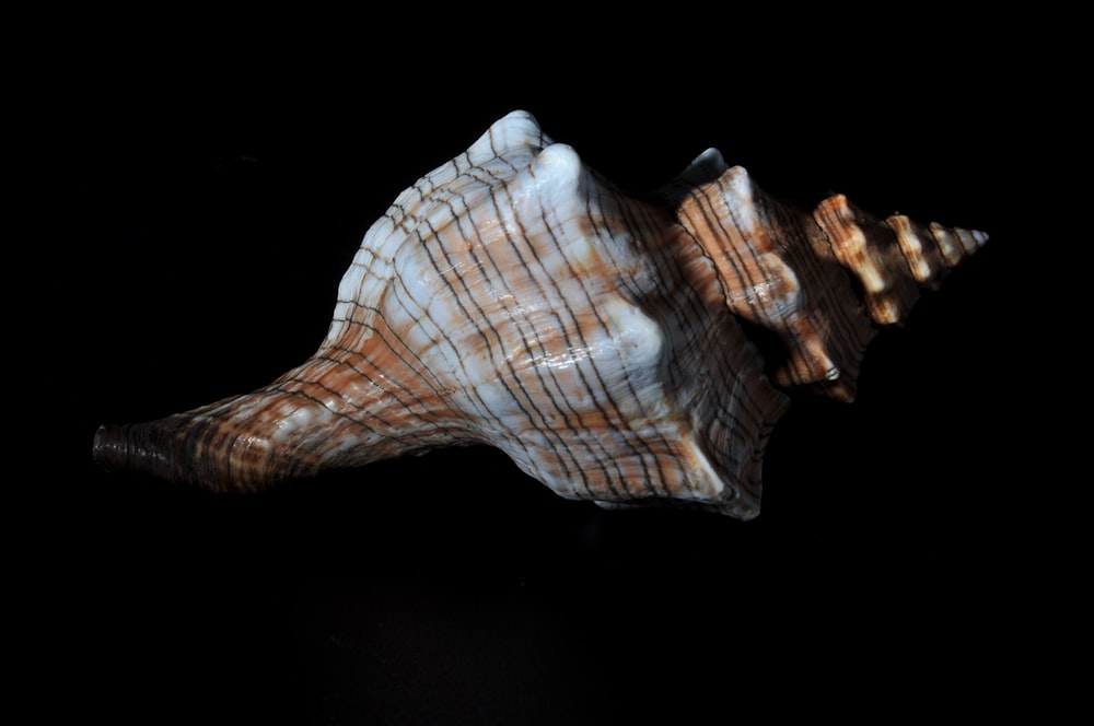 brown and white seashell on white background