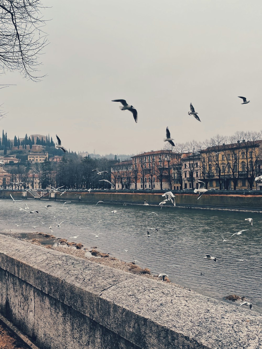 birds flying over the sea during daytime