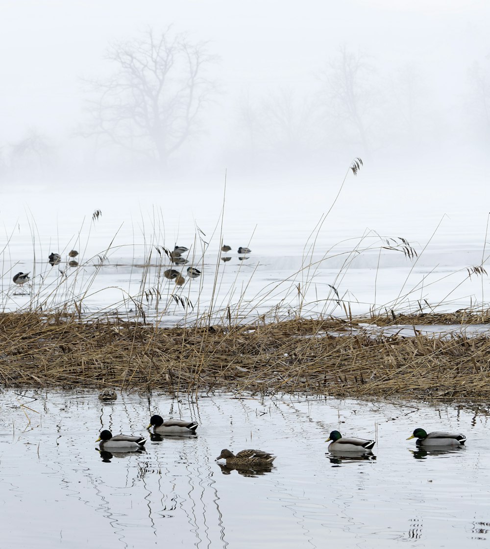 flock of birds on water