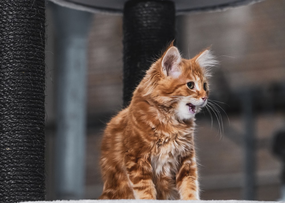 orange tabby cat on black metal frame