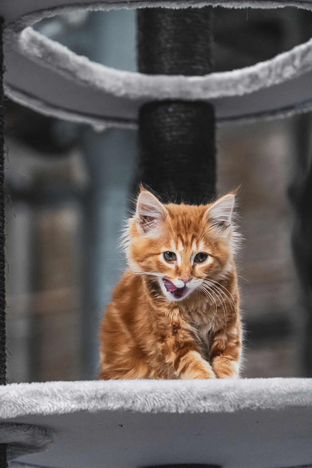 orangefarbene Tabby-Katze auf schwarzem Rundbehälter