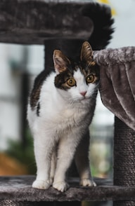 white and black cat on brown textile