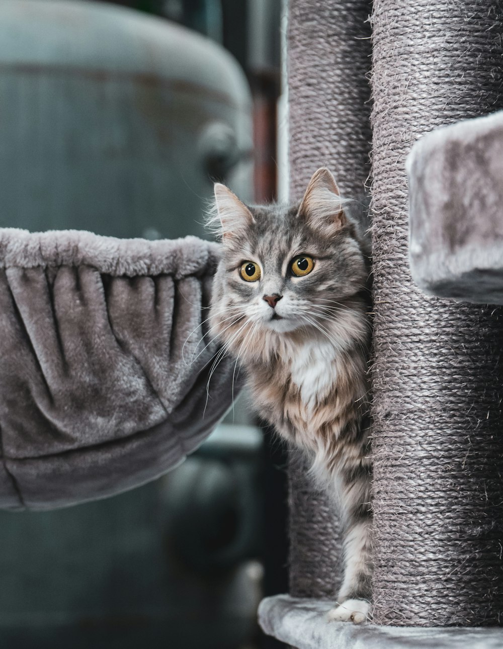 brown tabby cat on gray textile