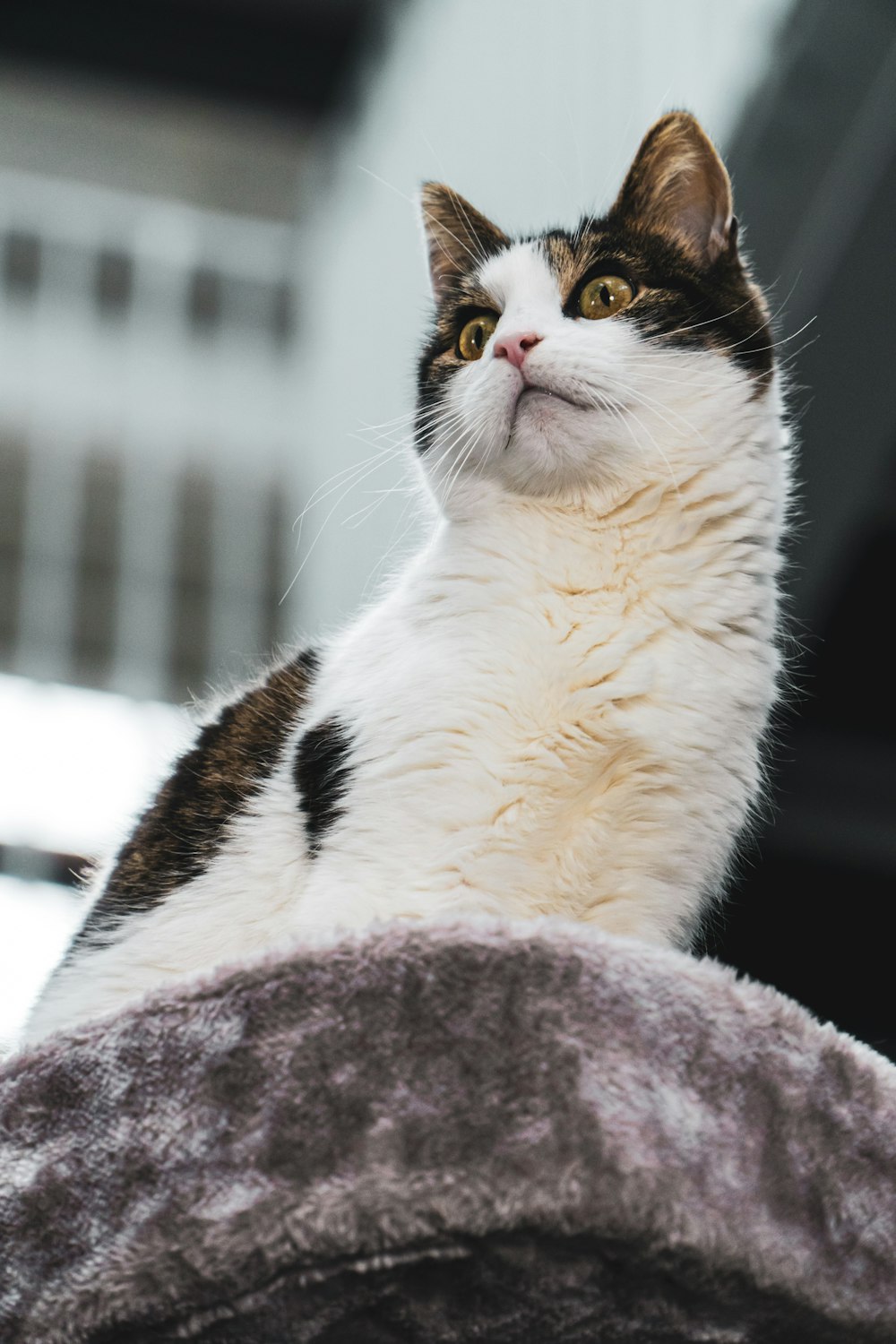 white and black cat on purple textile