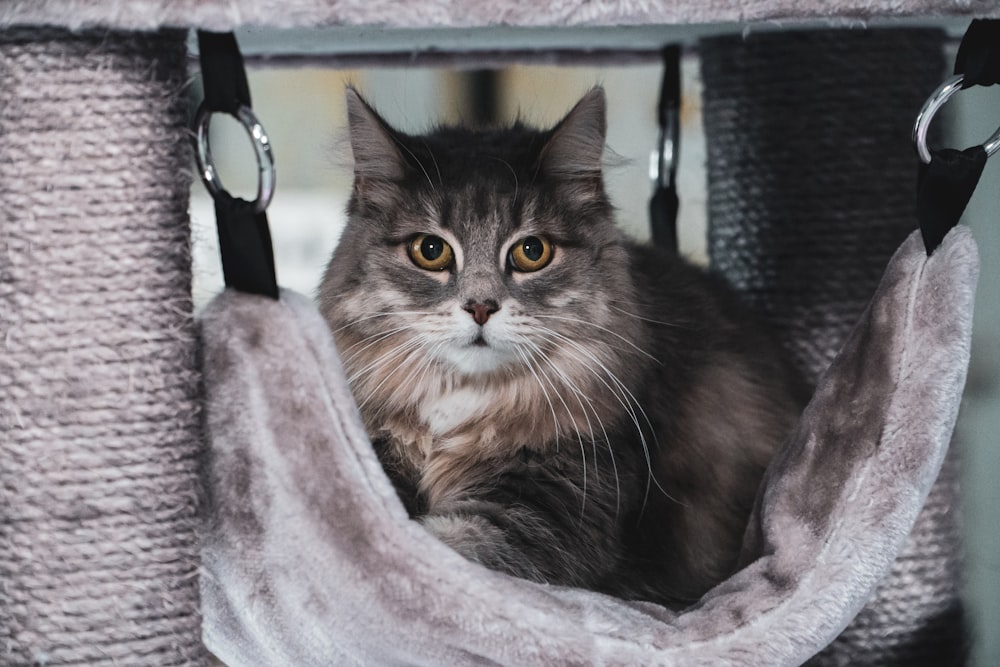 black and white cat on gray textile