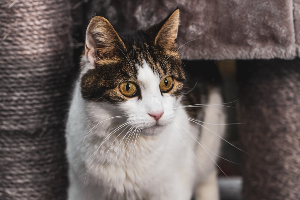 white and brown cat on gray textile