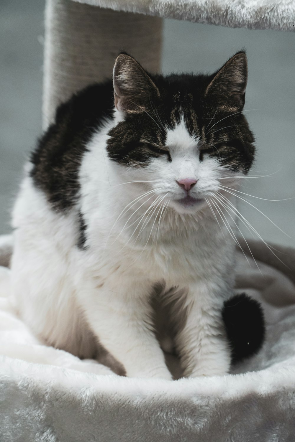 white and black cat lying on white textile