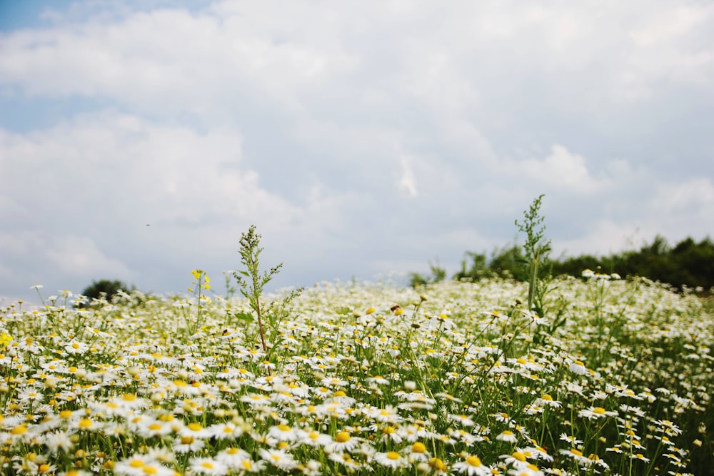 champ de fleurs jaunes sous des nuages blancs pendant la journée