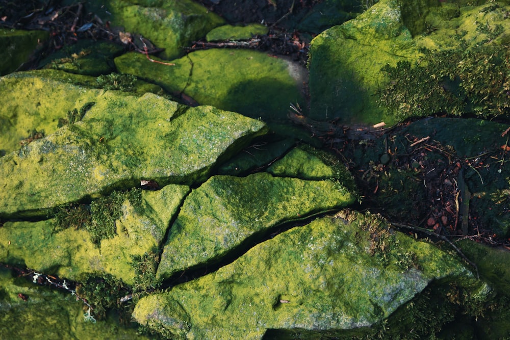 green moss on black rocks