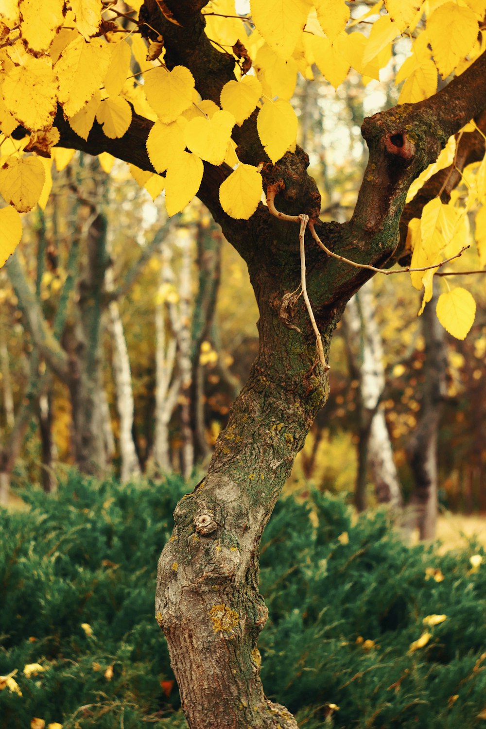 yellow leaves on brown tree branch