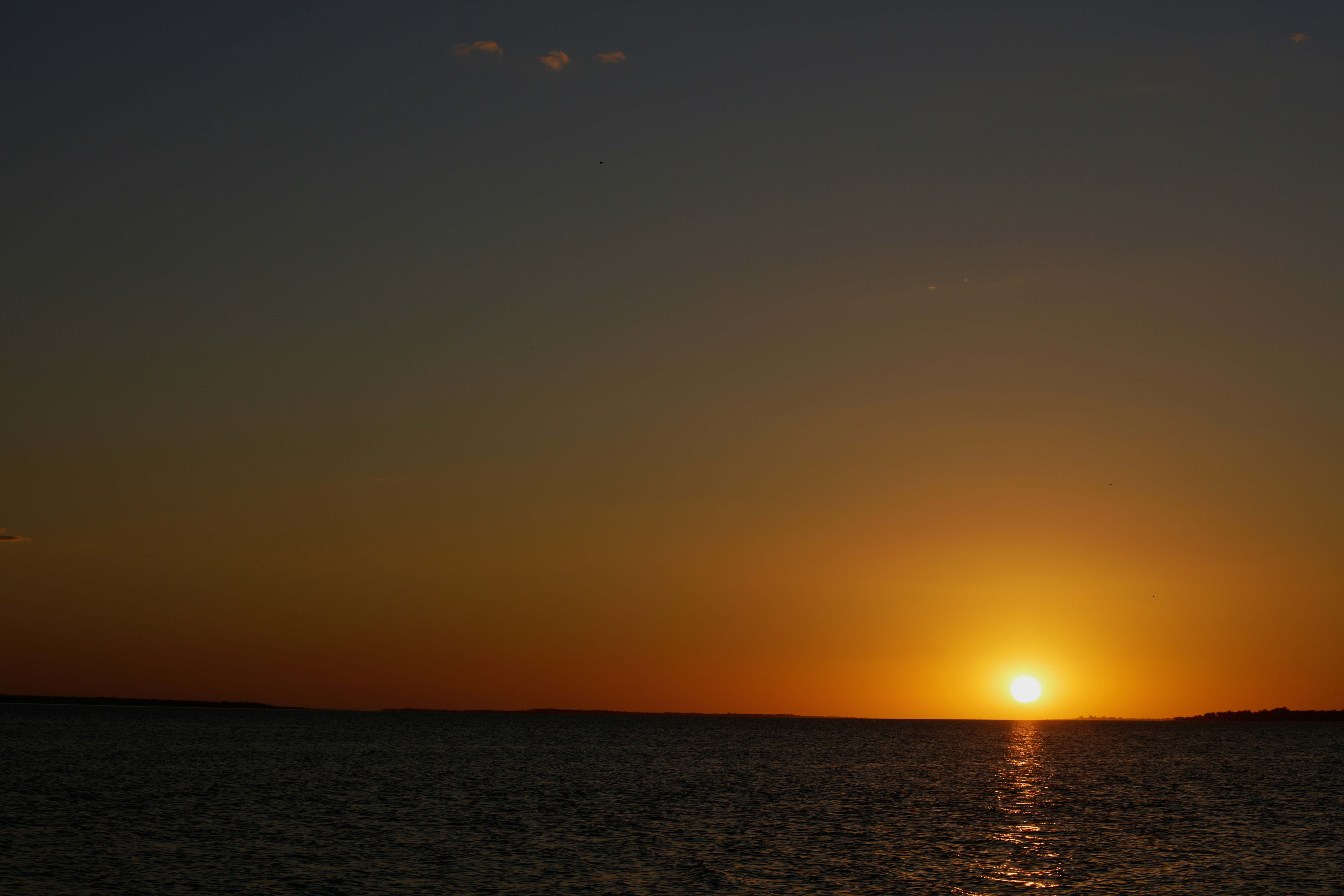 silhouette of birds flying over the sea during sunset photo – Free