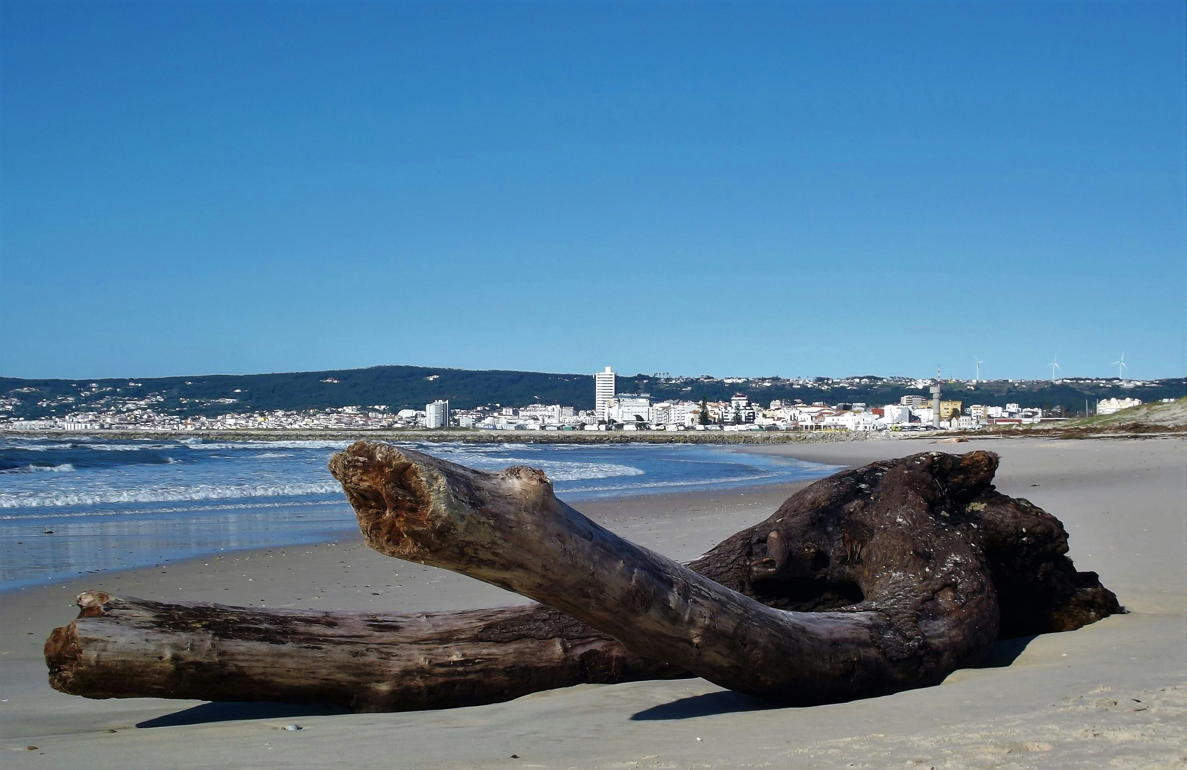 brown wood log on beach during daytime