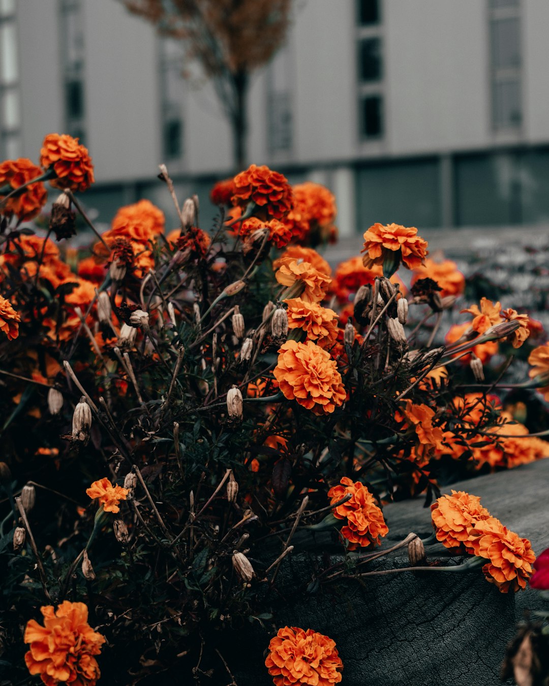 orange flowers with green leaves