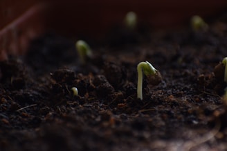 Small green seedlings emerging from dark, fertile soil. The sprouts are delicate and slightly bent, with some still partially covered by soil. The scene suggests a close-up view focused on the early stages of plant growth.