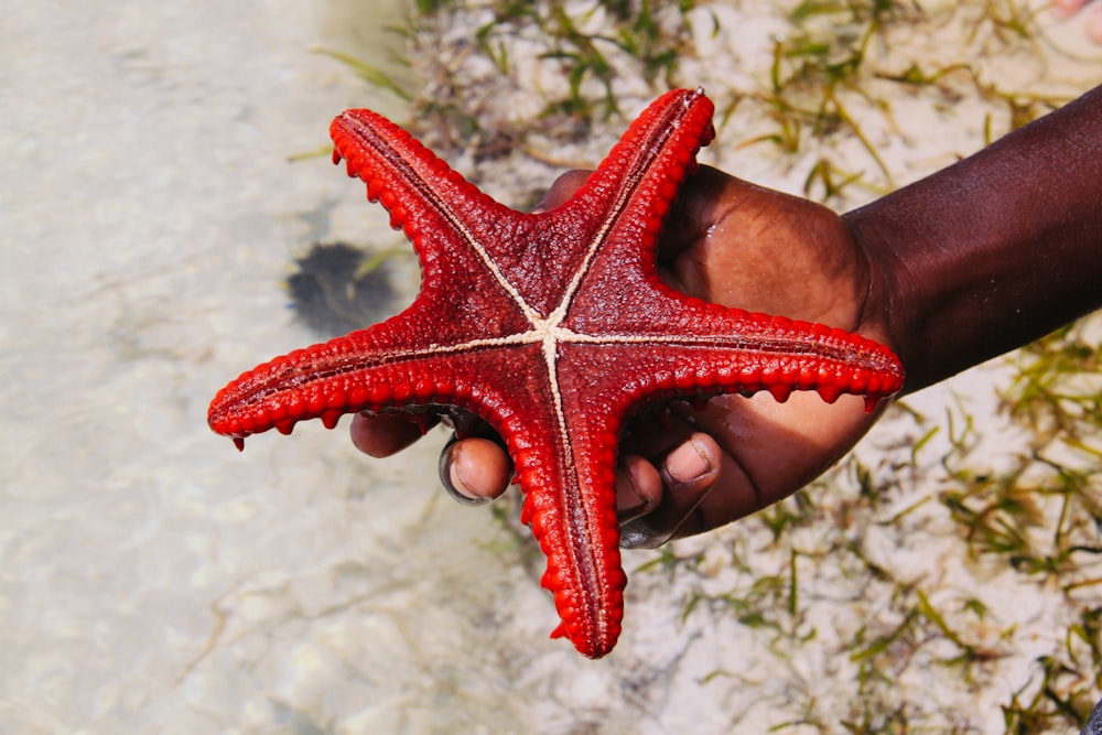 red starfish on persons hand