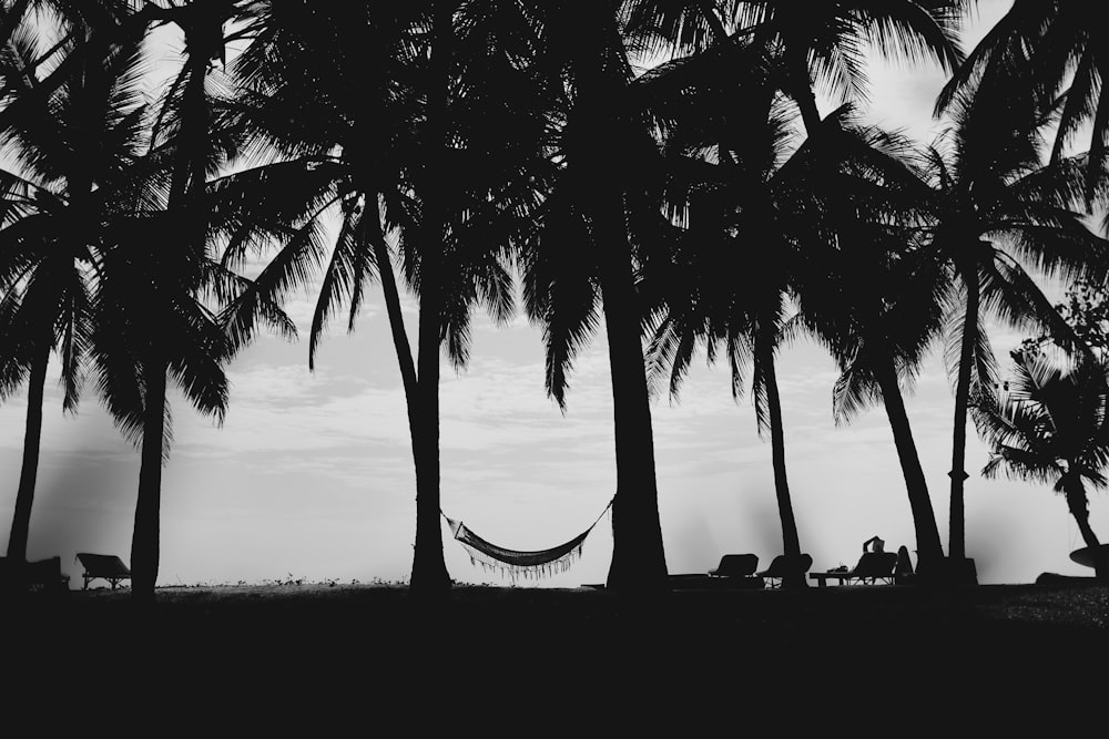 silhouette of coconut palm tree during sunset