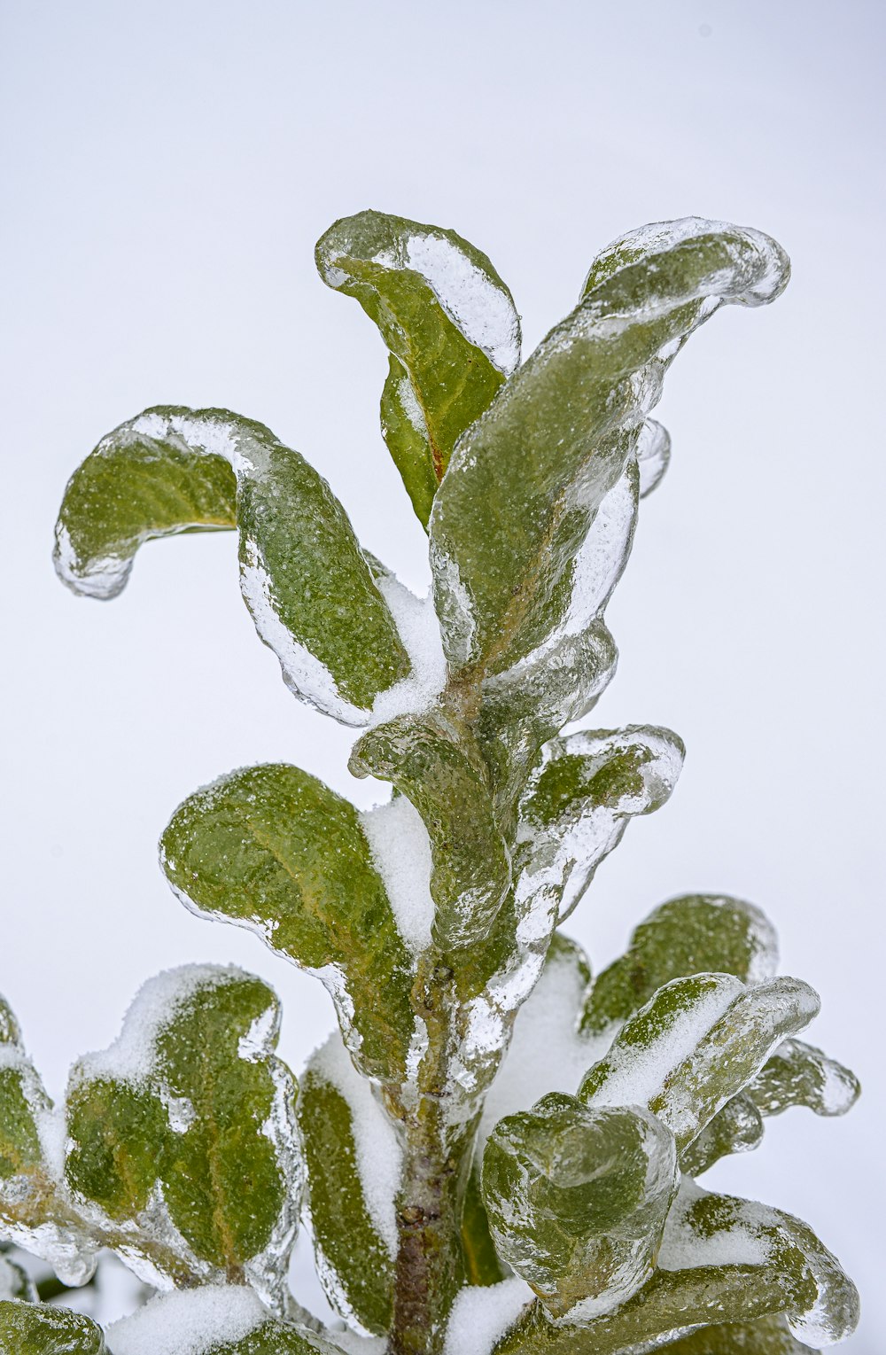 green plant on white surface