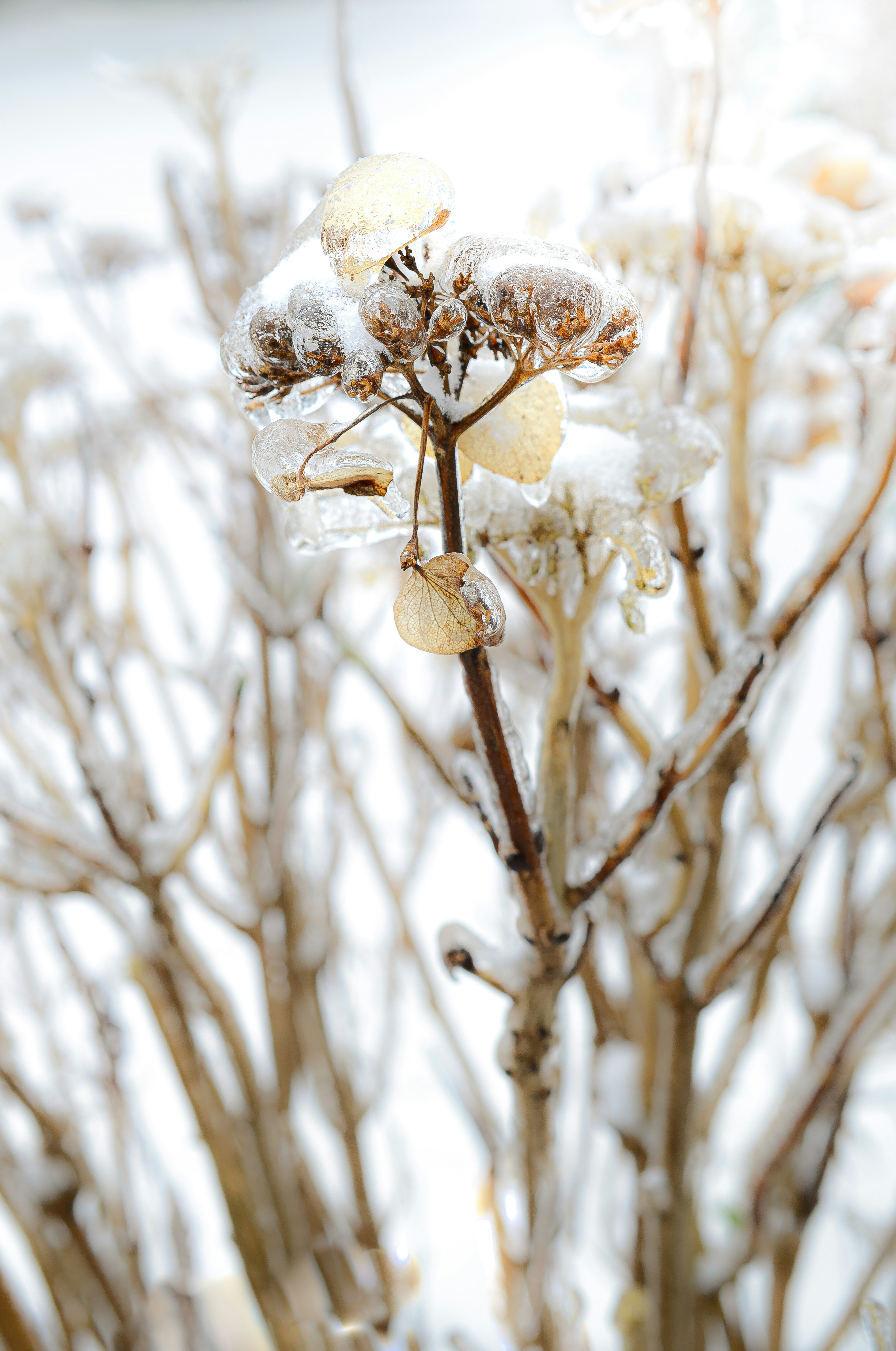 white flower in tilt shift lens