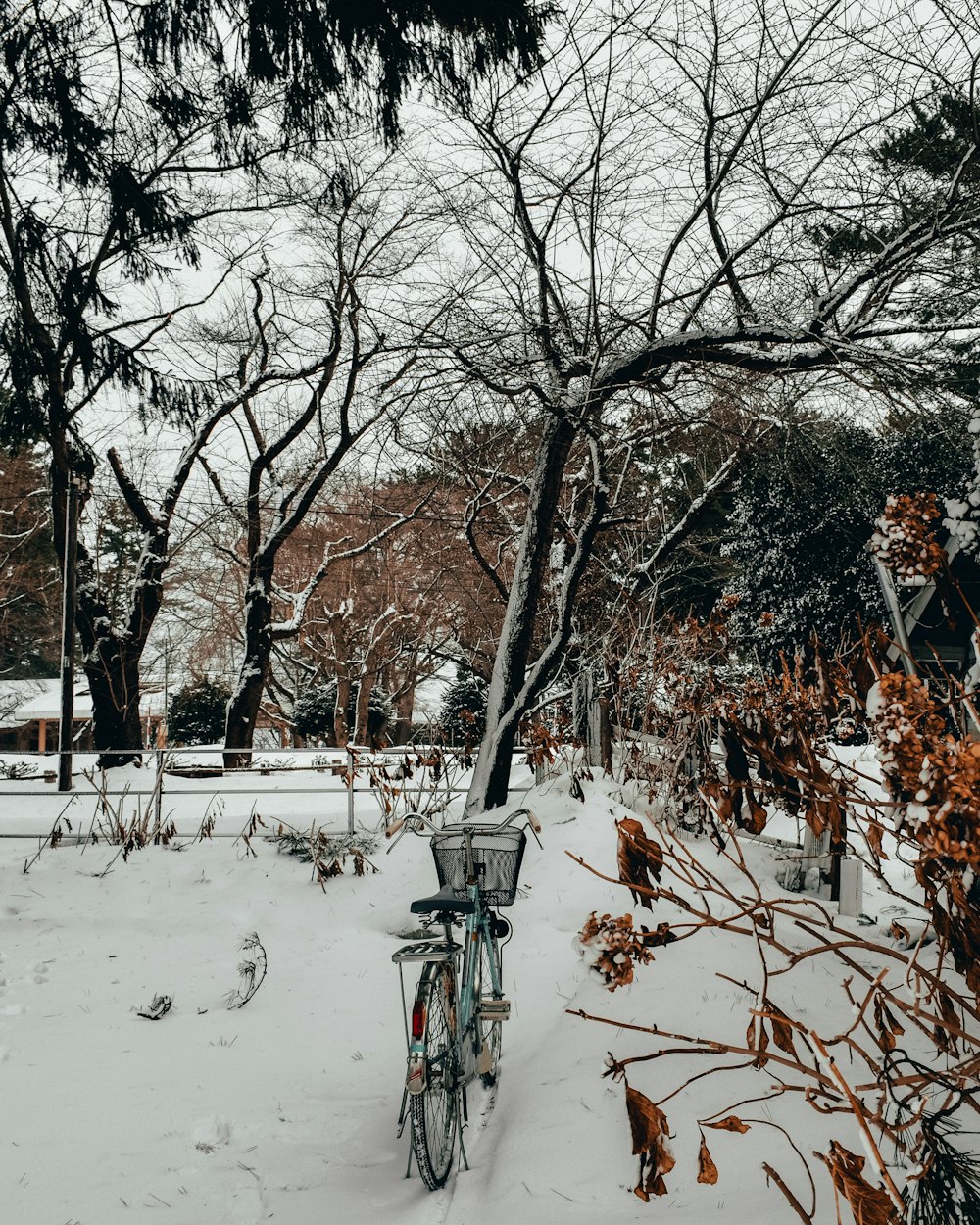 brown bare trees on snow covered ground during daytime